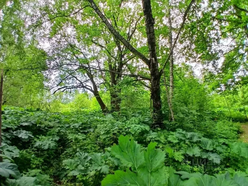 Участок в Московская область, Клин городской округ, с. Горки  (11.39 ... - Фото 1