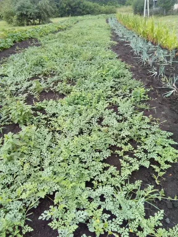 Участок в Ростовская область, Аксайский район, Щепкинское с/пос, пос. ... - Фото 2