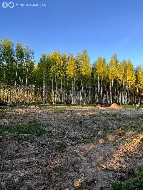 Участок в Некрасовский район, сельское поселение Красный Профинтерн, ... - Фото 1