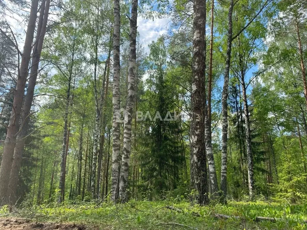 Участок в Ленинградская область, Всеволожский район, Куйвозовское ... - Фото 2