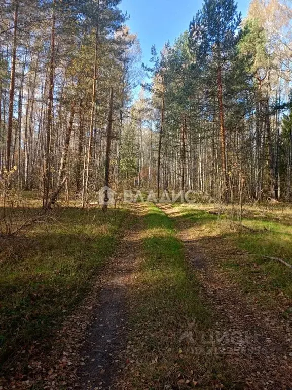 Участок в Владимирская область, Судогодский район, Лавровское ... - Фото 0