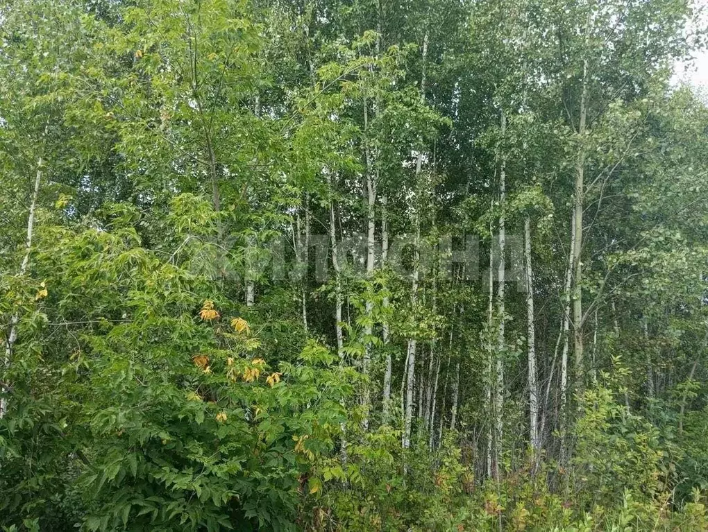 Участок в Новосибирская область, Новосибирск Тайфун СТ,  (8.6 сот.) - Фото 1