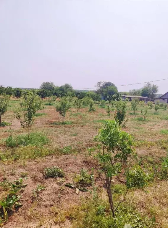 Участок в Ростовская область, Октябрьский район, Красюковская сл. ул. ... - Фото 1