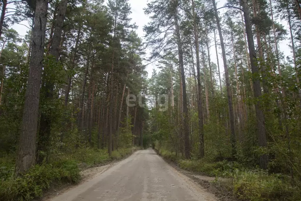 Участок в Новосибирская область, Новосибирский район, Кудряшовский ... - Фото 1