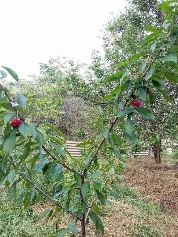 Дом в Кировское, улица Шевченко (68 м) - Фото 1