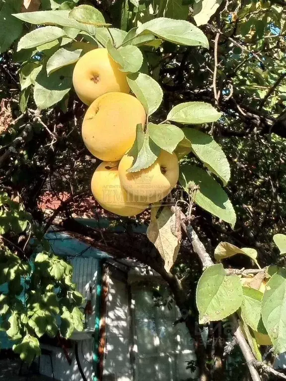 Участок в Марий Эл, Медведевский район, Краснооктябрьский городское ... - Фото 2