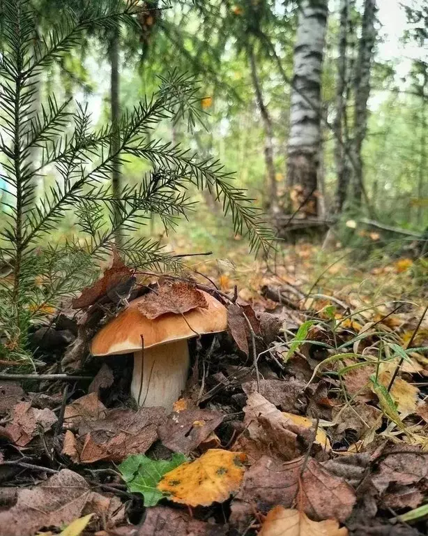 Участок 6 сот. (СНТ, ДНП) - Фото 0