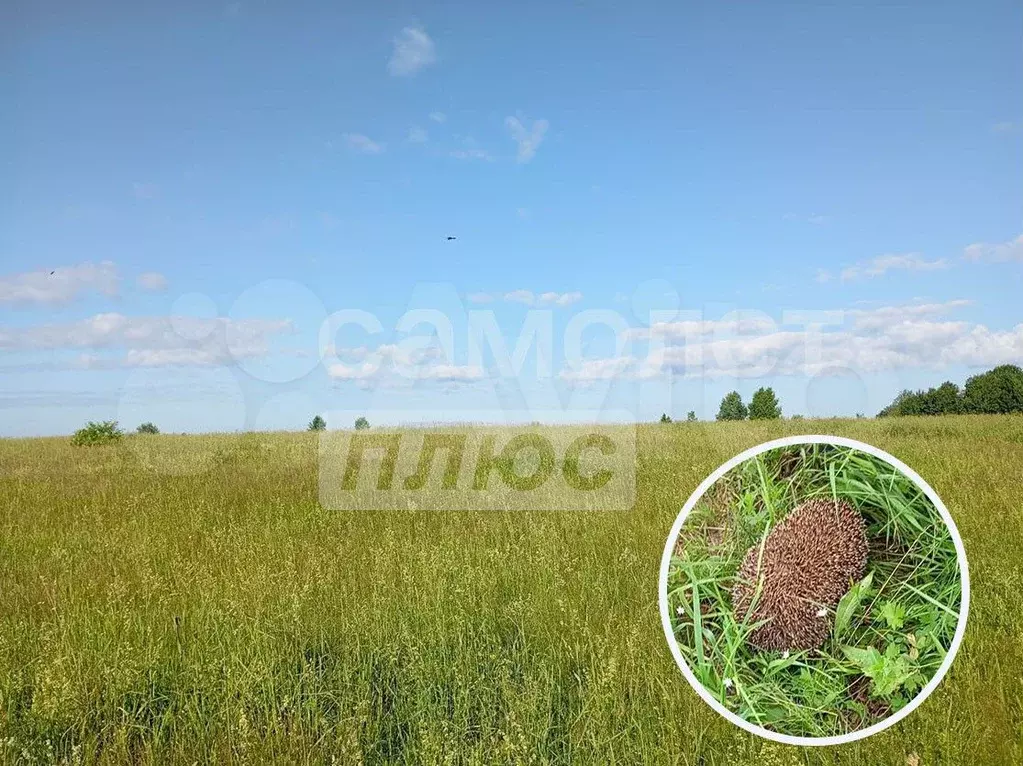 Участок 10 сот. (ИЖС) - Фото 0