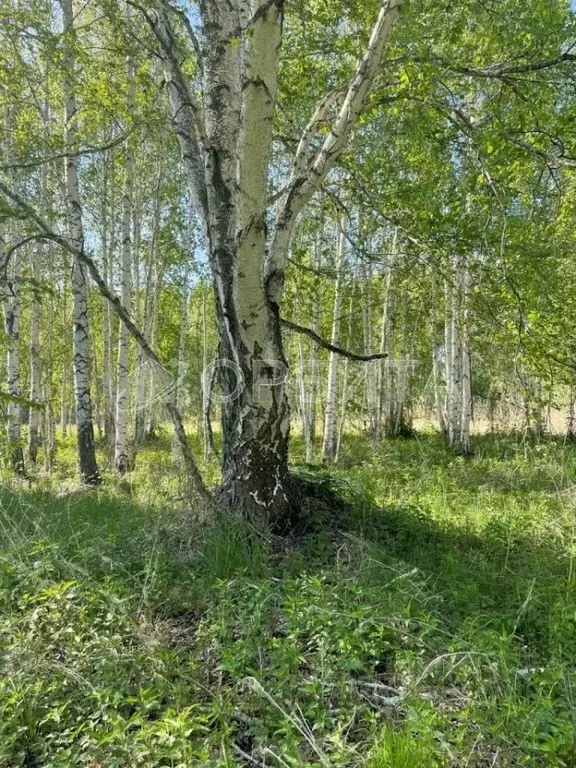 Участок в Тюменская область, Нижнетавдинский муниципальный округ, ... - Фото 1