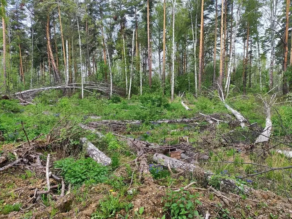 Участок в Свердловская область, Полевской городской округ, с. ... - Фото 1