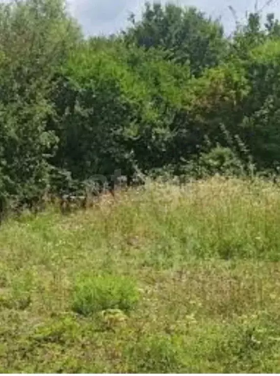 Участок в Краснодарский край, Геленджик городской округ, Широкая Щель ... - Фото 2