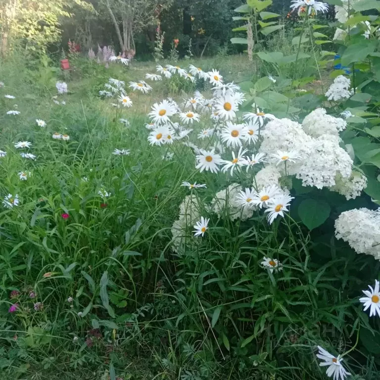 Участок в Татарстан, Казань Садовод № 11 СНТ, 292 (5.93 сот.) - Фото 1