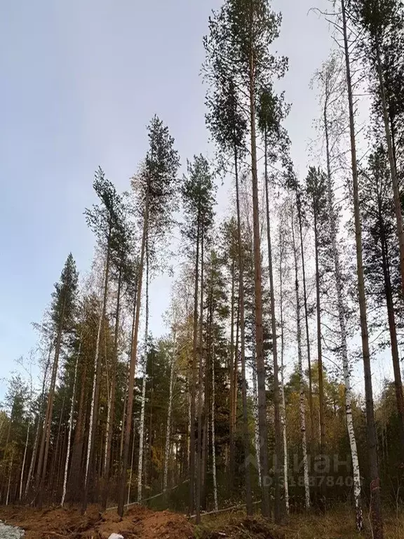 Участок в Свердловская область, Екатеринбург Седьмая Дача кп,  (5.0 ... - Фото 0