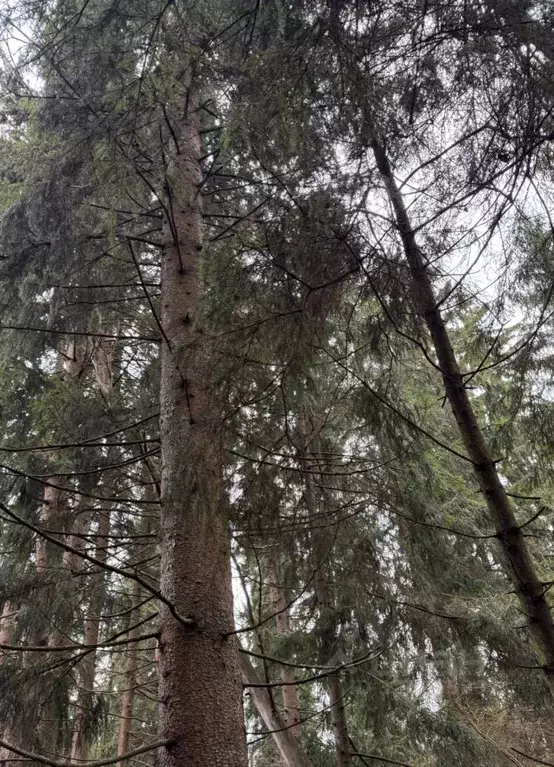 Участок в Московская область, Можайский муниципальный округ, Форест ... - Фото 2