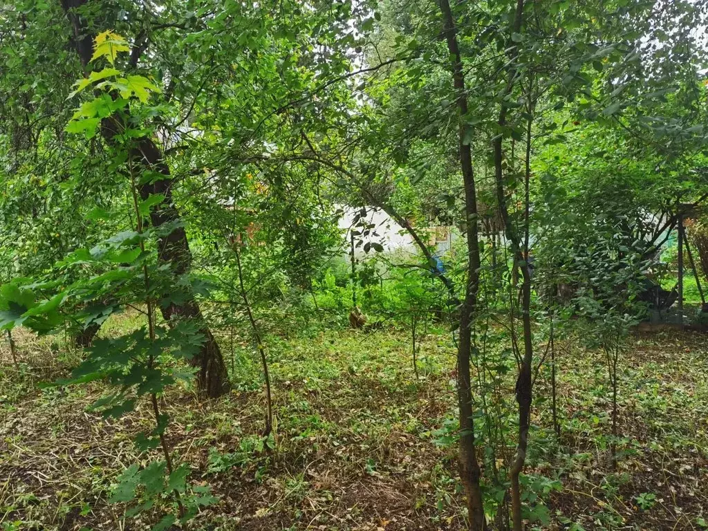 Участок в Московская область, Пушкинский городской округ, Софрино пгт ... - Фото 2