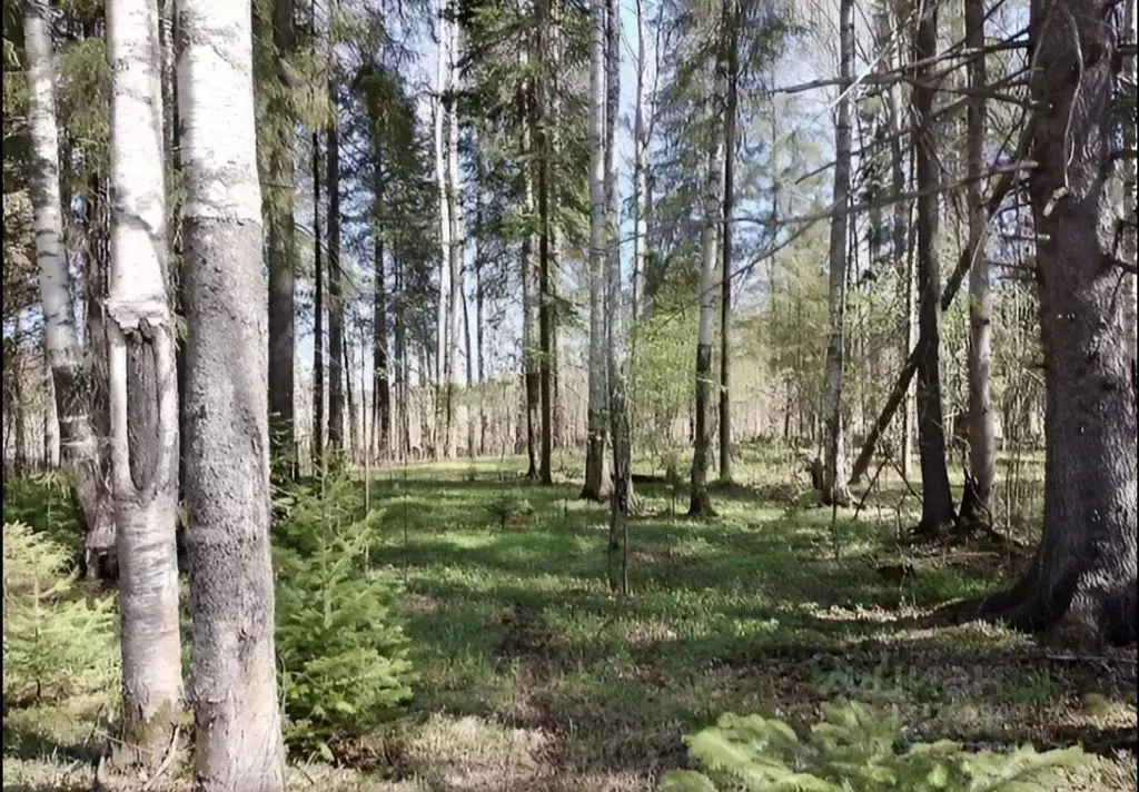 Участок в Пермский край, Добрянский муниципальный округ, пос. ... - Фото 2