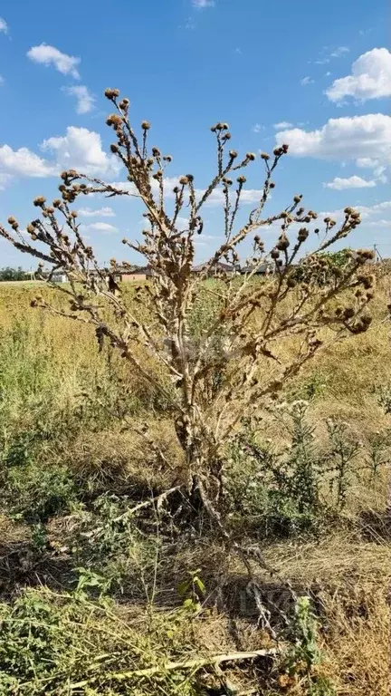 Участок в Краснодарский край, Кореновск ул. Чернышевского (8.0 сот.) - Фото 2