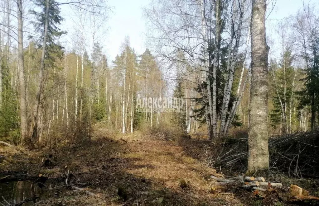 Участок в Ленинградская область, Приозерское городское поселение, пос. ... - Фото 1