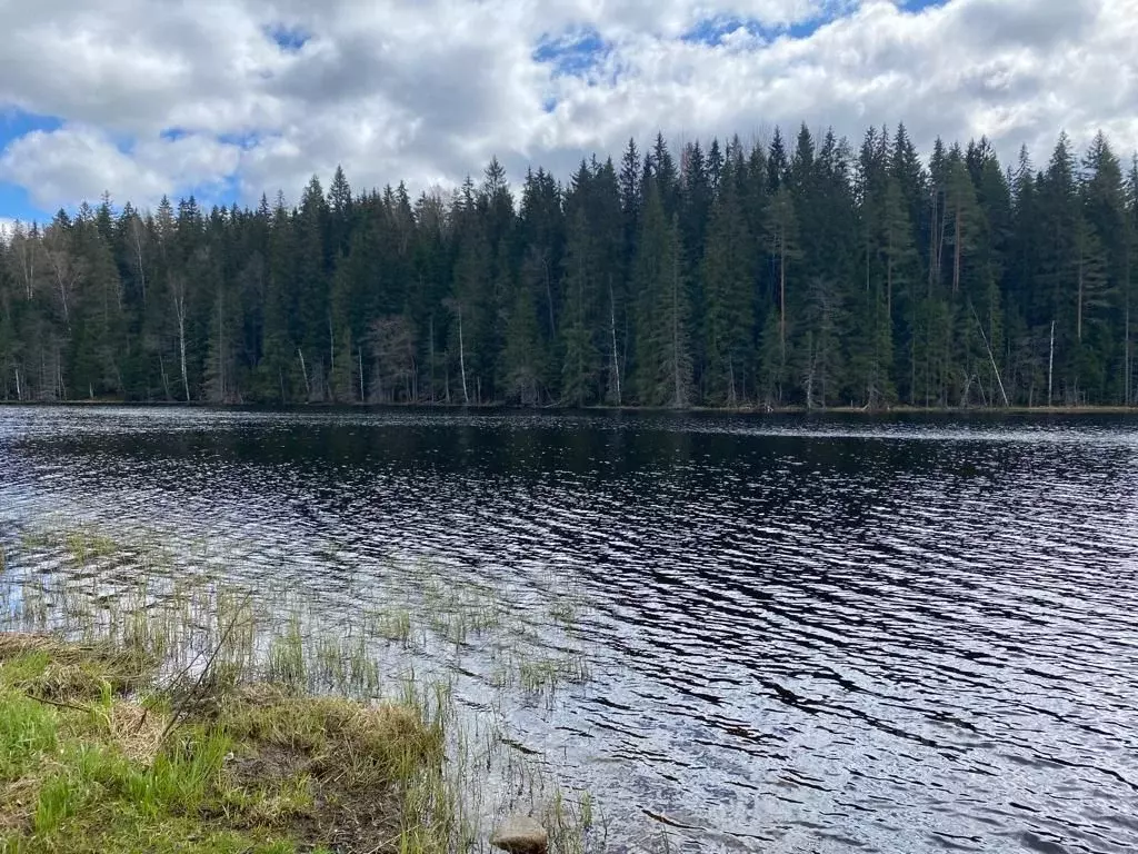 Участок в Ленинградская область, Приозерский район, Раздольевское ... - Фото 0