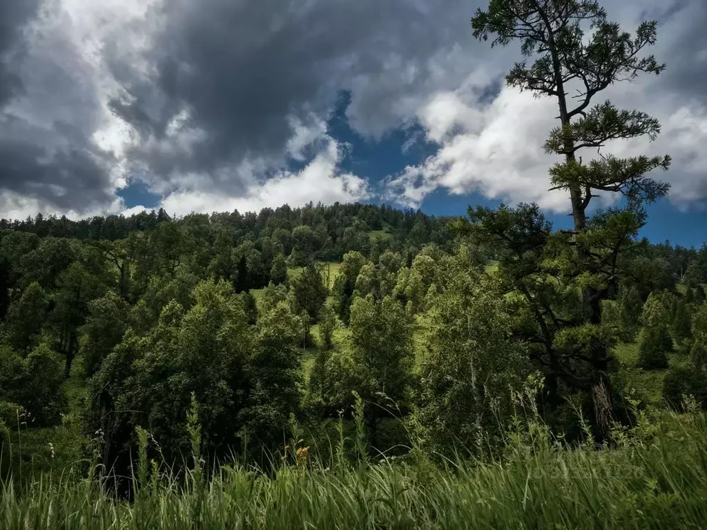 Участок в Алтай, Майминский район, с. Урлу-Аспак  (11.4 сот.) - Фото 2