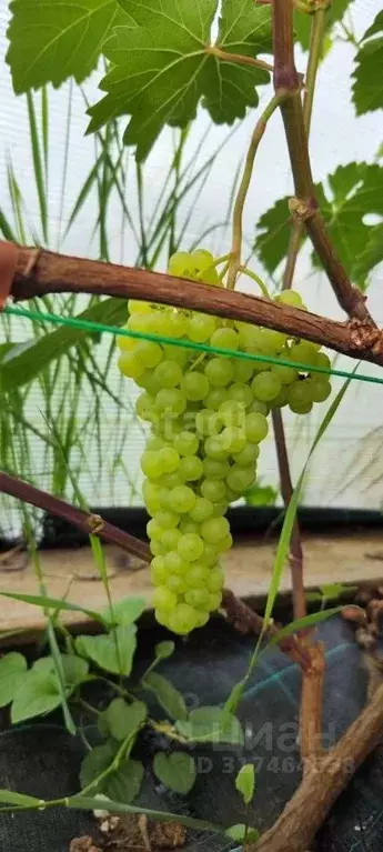 Дом в Псковская область, Псковский район, Логозовская волость, д. ... - Фото 0
