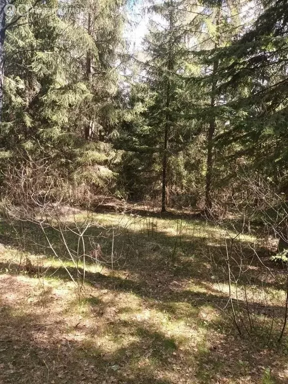 Участок в Всеволожский район, Сертолово (50 м) - Фото 1