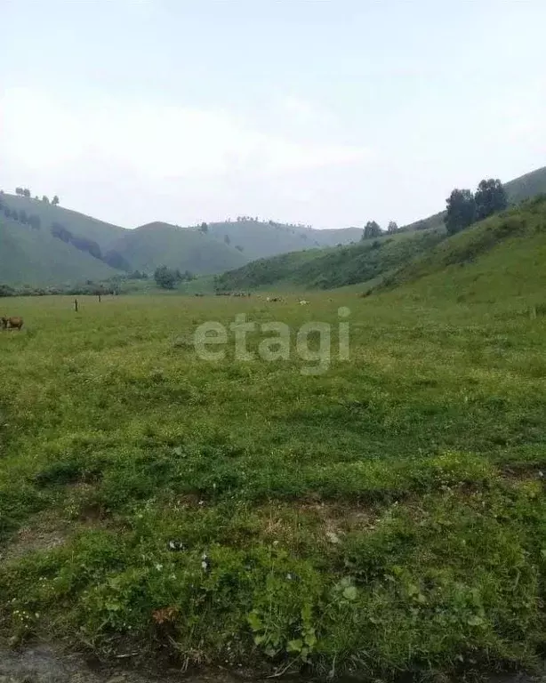 Участок в Алтайский край, Солонешенский район, с. Лютаево  (1280.3 ... - Фото 2