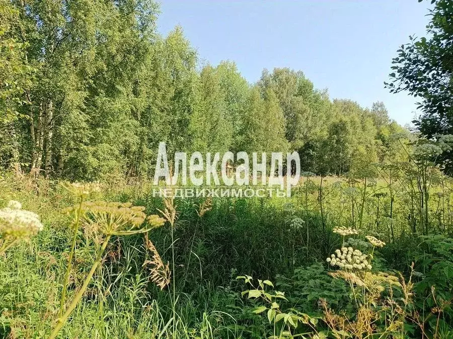 Участок в Ленинградская область, Выборг Сайменский мкр,  (10.0 сот.) - Фото 1