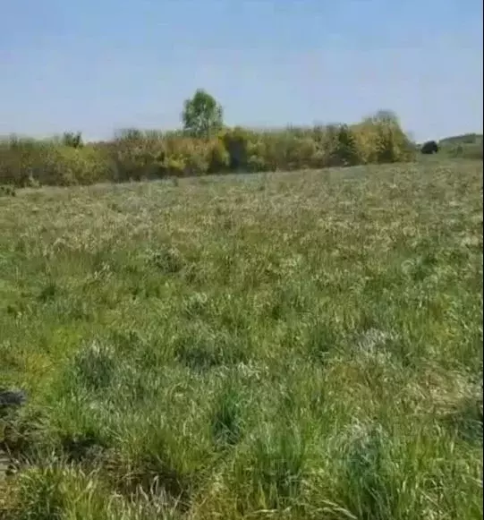 Участок в Калининградская область, Гурьевский муниципальный округ, ... - Фото 1