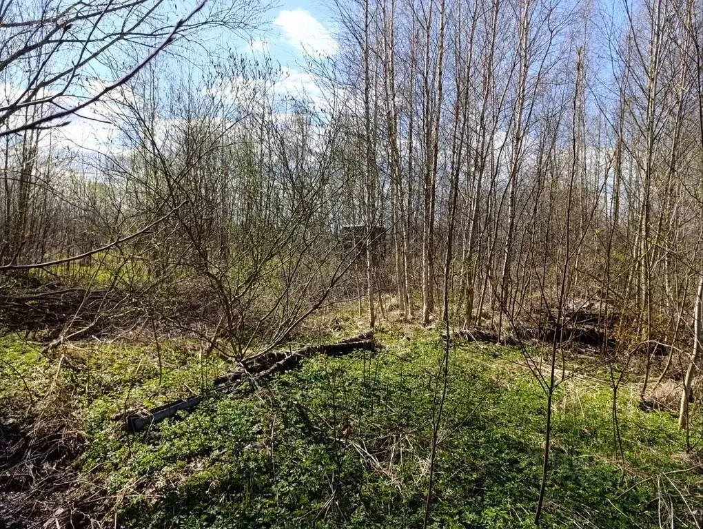 Участок в Ленинградская область, Кировское городское поселение, ... - Фото 2