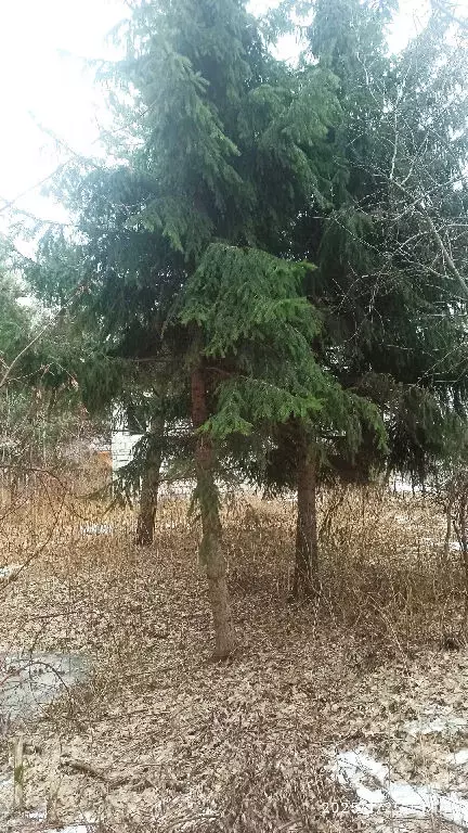 Продается участок в ДНТ Усадьба - Фото 2