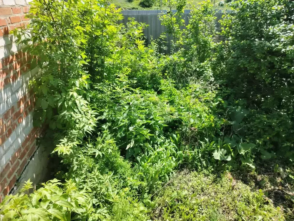 Участок в Воронежская область, Поворинский район, с. Рождественское ... - Фото 1