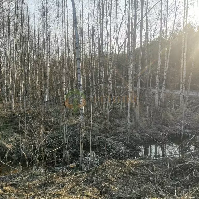 Участок в Лесколовское сельское поселение, СНТ Новая Рохма (13 м) - Фото 2