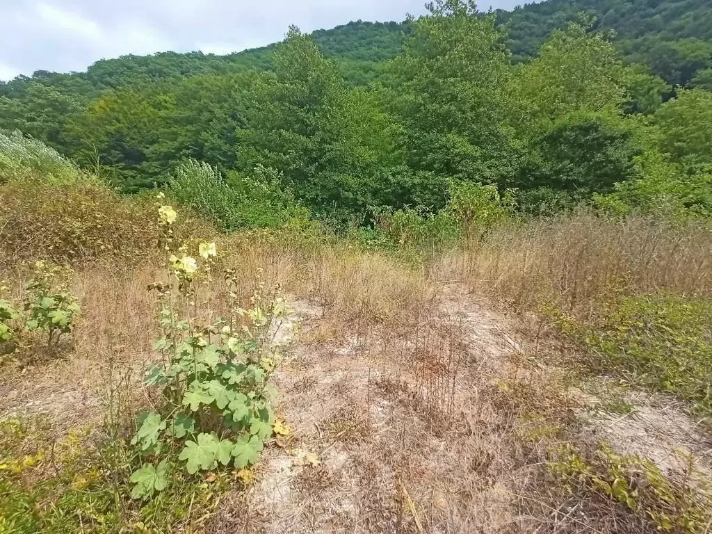 Участок в Краснодарский край, Туапсинский муниципальный округ, с. ... - Фото 1