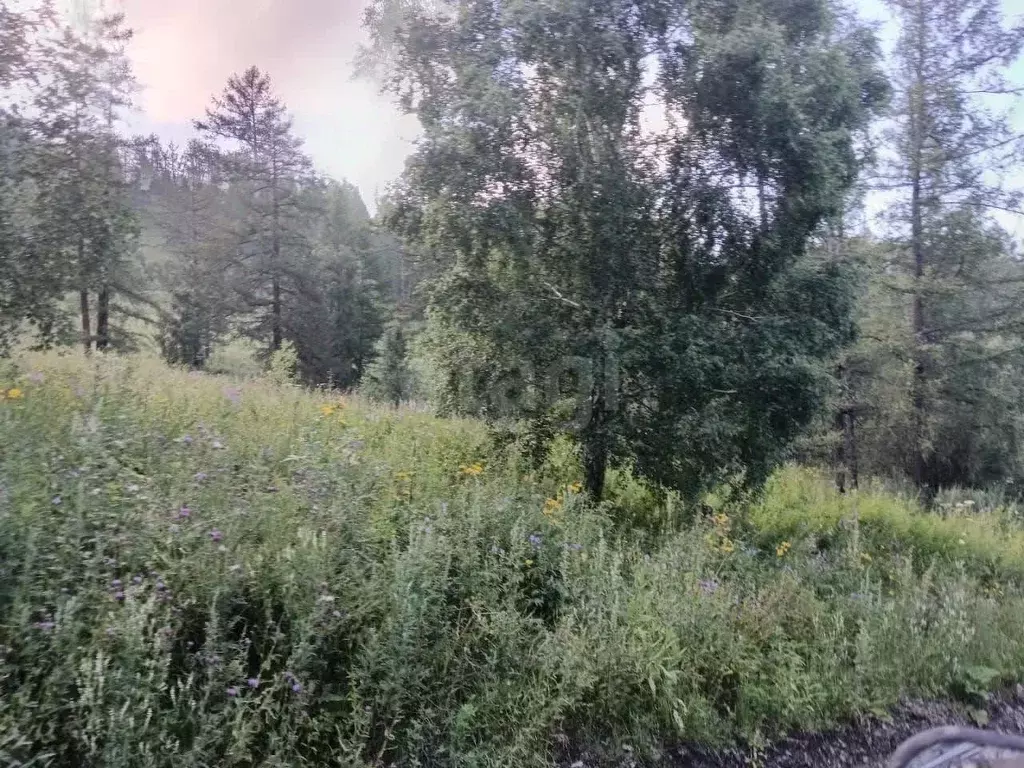 Участок в Алтай, Шебалинский район, с. Малая Черга  (10.0 сот.) - Фото 1