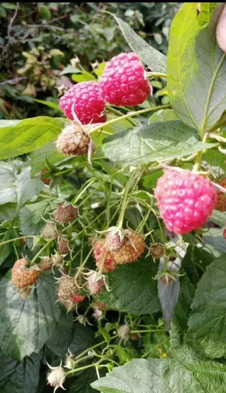 Участок в Свердловская область, Каменский муниципальный округ, ... - Фото 2