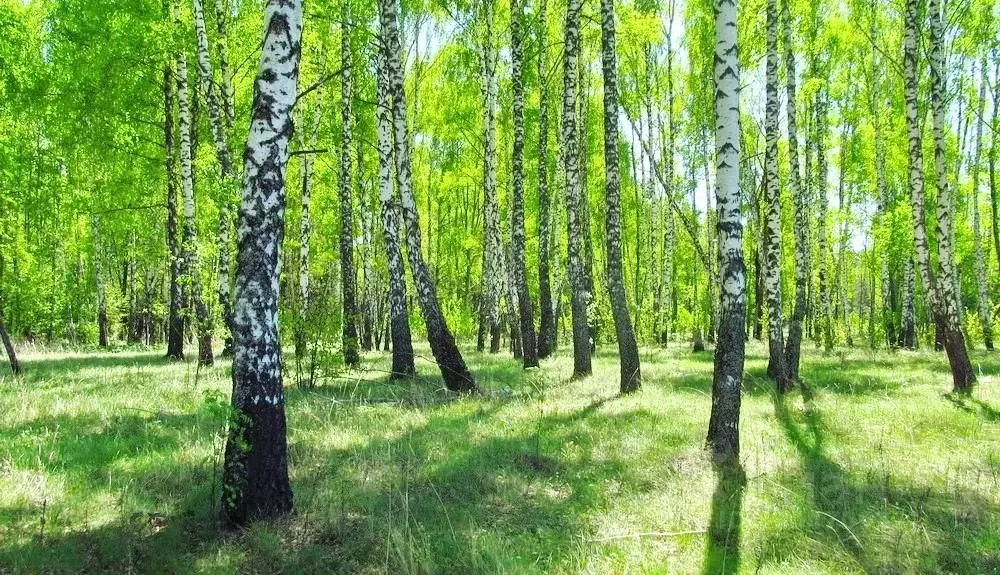 Участок в Тульская область, Заокский район, Малаховское с/пос, д. ... - Фото 2