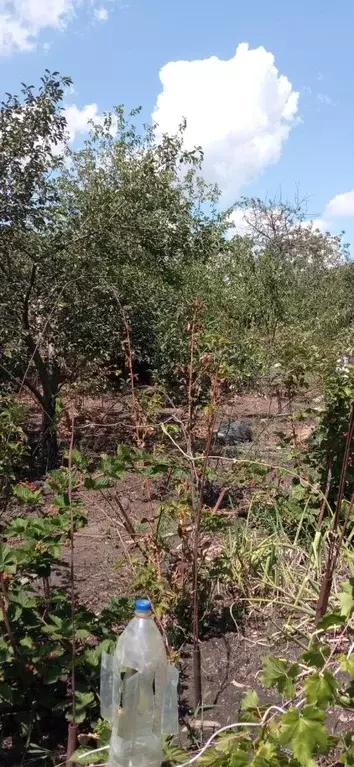Участок в Ростовская область, Азовский район, Самарское с/пос, ... - Фото 1