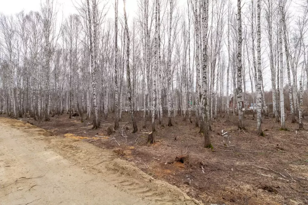Участок в Нижнетавдинский район, СНТ Ромашка (9.92 м) - Фото 1