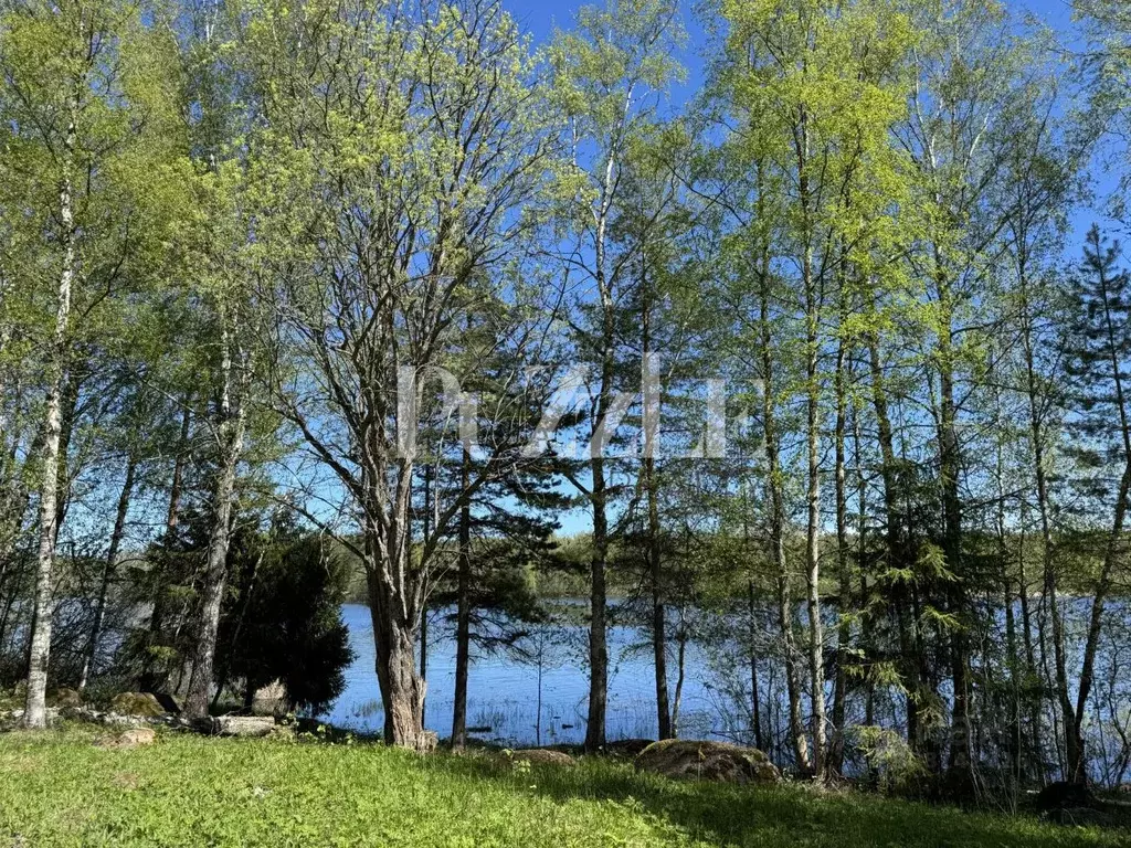 Участок в Ленинградская область, Приозерский район, Ромашкинское ... - Фото 1