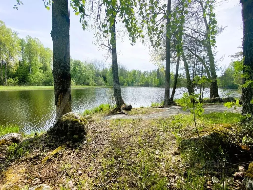 Участок в Ленинградская область, Приозерский район, Мельниковское ... - Фото 1