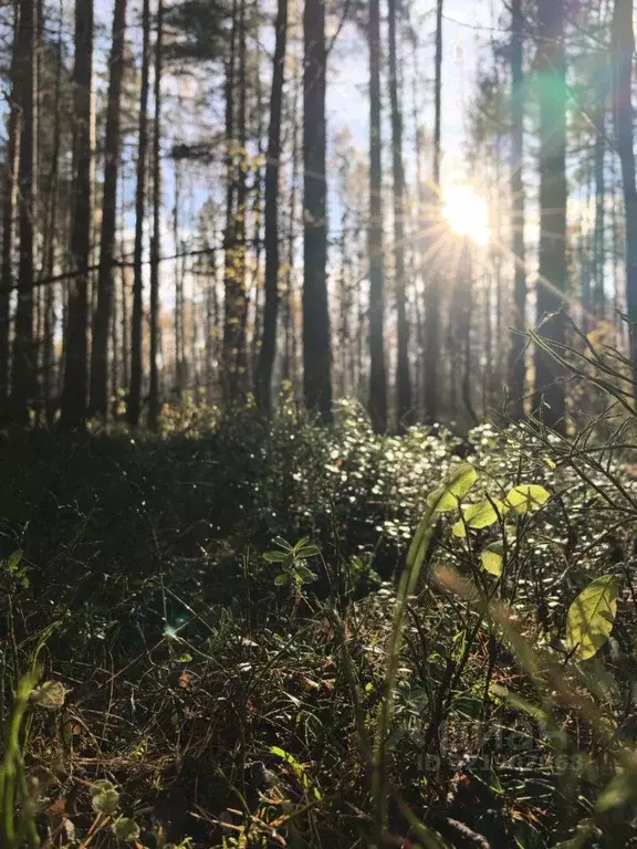 Участок в Ленинградская область, Выборгский район, Приморское ... - Фото 1