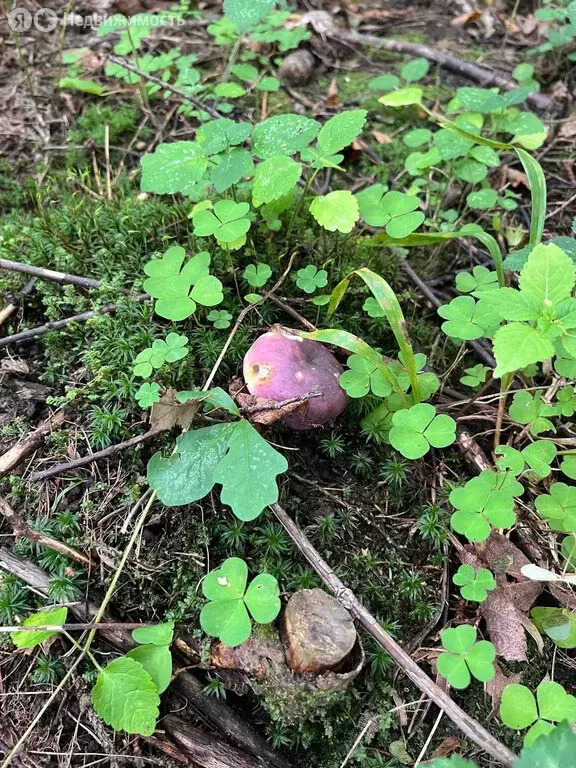 Участок в село Абрамцево, улица Бородина, 16 (24.34 м) - Фото 1