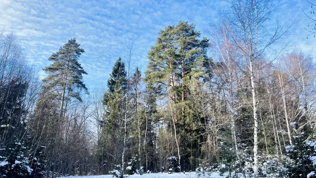 Участок в Московская область, Пушкинский городской округ, с. Ельдигино ... - Фото 0