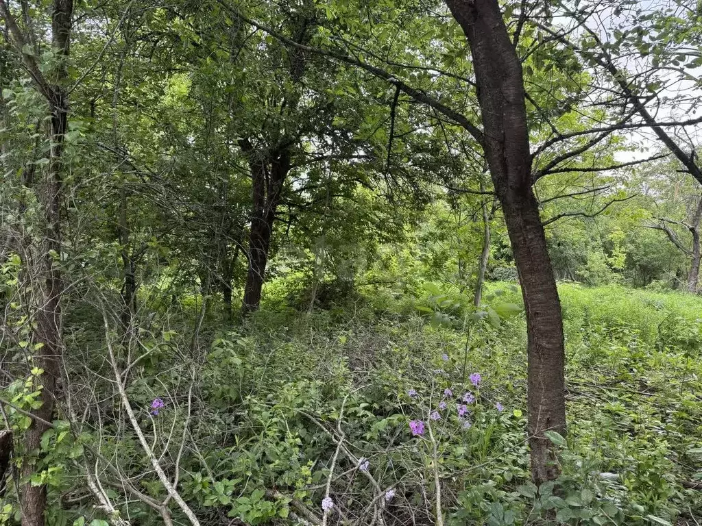 Участок в Брянская область, Брянск Юпитер садовое общество,  (3.86 ... - Фото 1