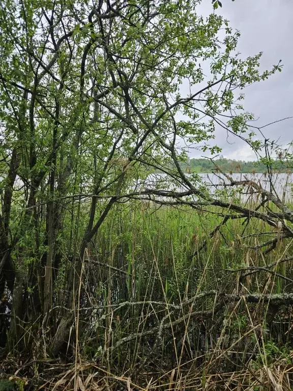 Участок в Новгородская область, Валдайский район, Яжелбицкое с/пос, ... - Фото 2