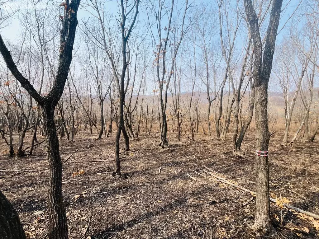 Участок в Находка, Сахалинская улица (20 м) - Фото 1