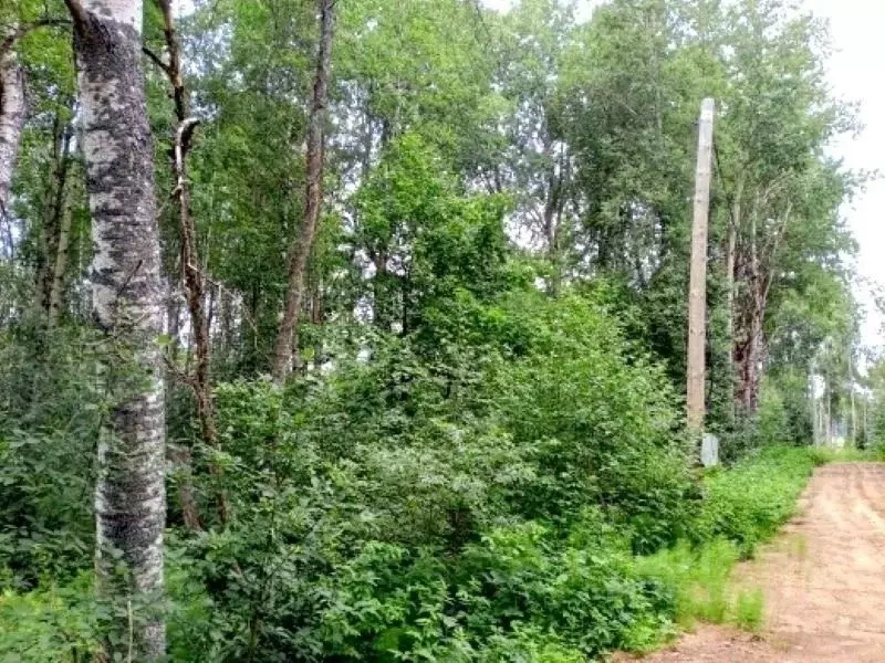 Участок в Ленинградская область, Выборгский район, Рощинское городское ... - Фото 0