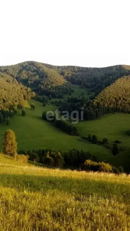 Участок в Алтайский край, Алтайский район, с. Нижнекаянча  (15030.0 ... - Фото 1