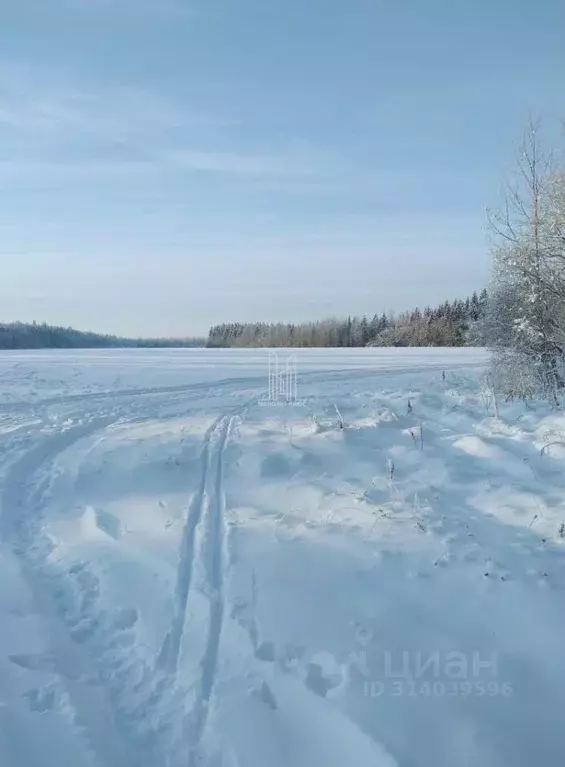 Участок в Ленинградская область, Волосовский район, Клопицкое с/пос, ... - Фото 1